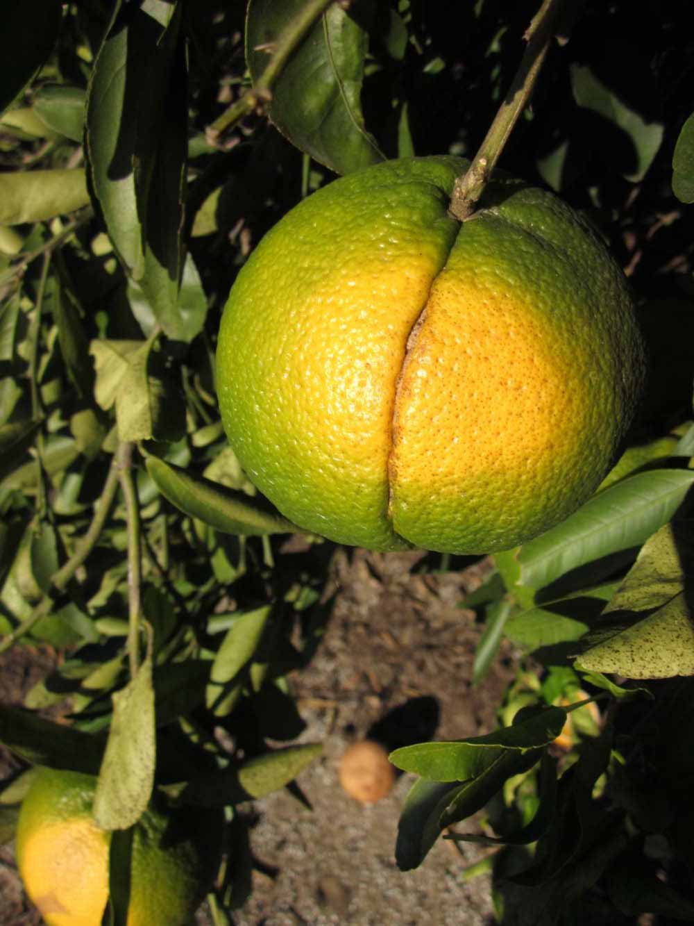            Immature fruit (Winter Haven, FL)   